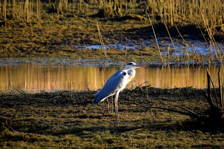 Bird joints landscape photo