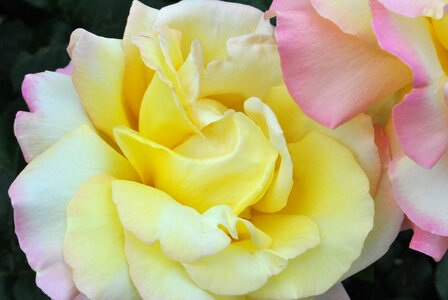 Rose yellow Free photos