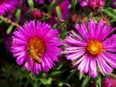Violet pink bee photo