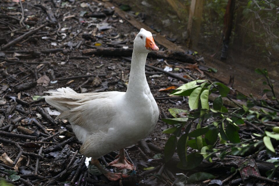 Duck family bird gang chinese geese