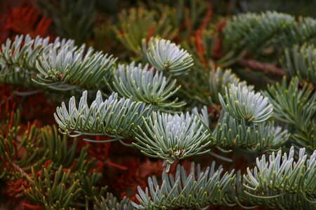 Pine needles conifer evergreen photo