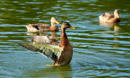 Water pond wild photo