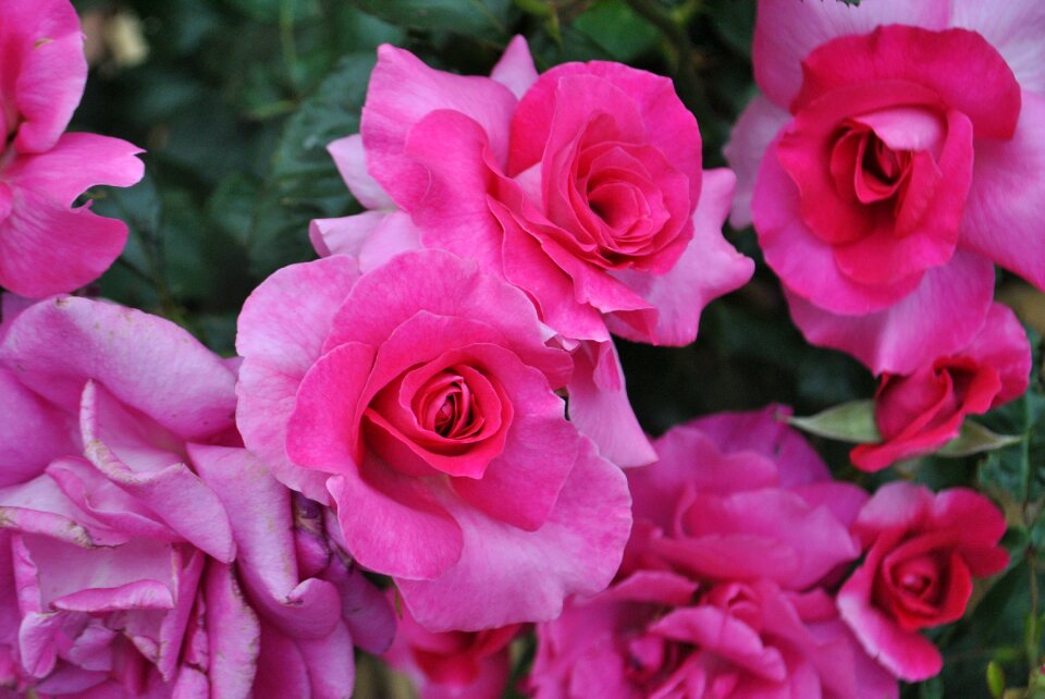 Pink rose garden garden