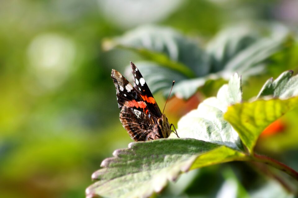 Close up nature summer