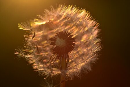 Pointed flower close up romantic photo