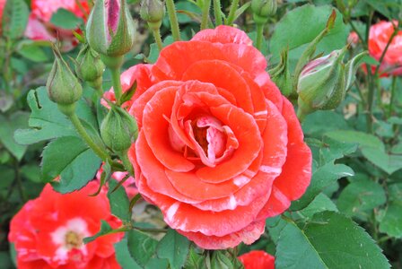 Rose orange rose garden photo
