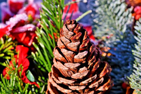 Decoration pine nature