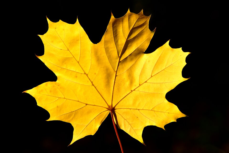 Leaves nature leaf