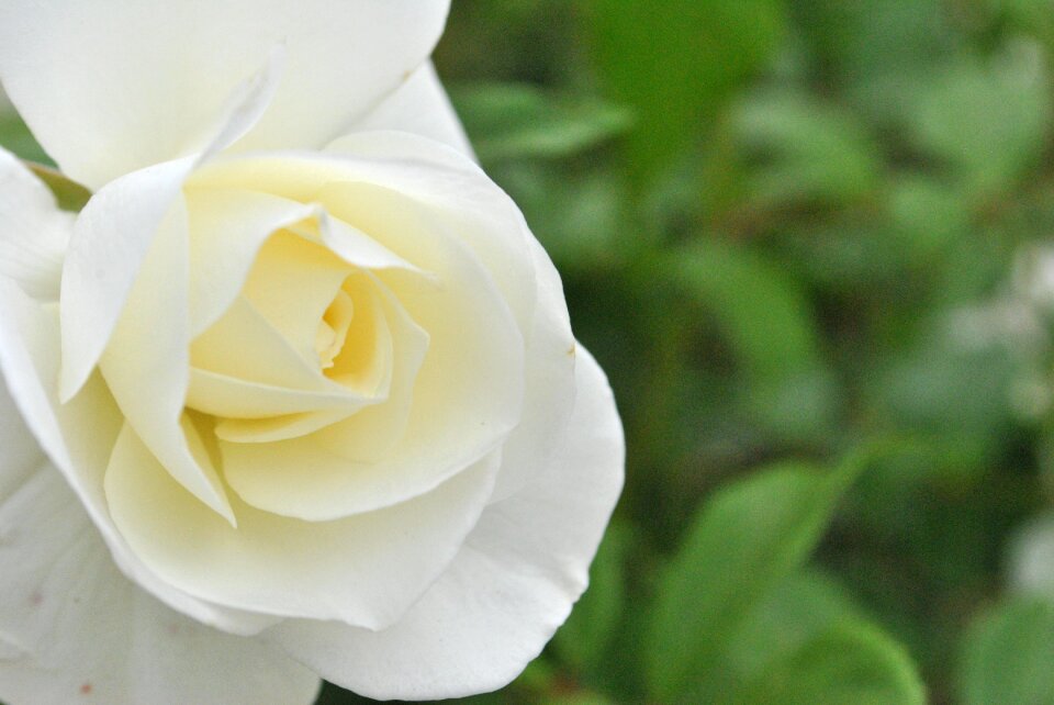 Beautiful flowers nature