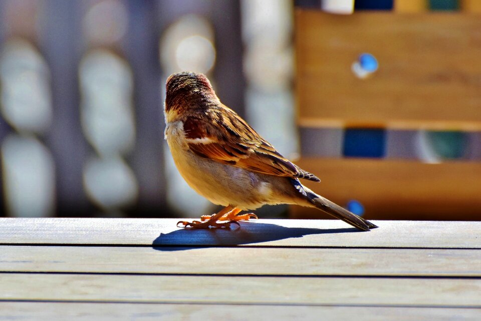 Birdie plumage animal photo