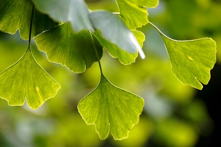 Leaves green leaf photo