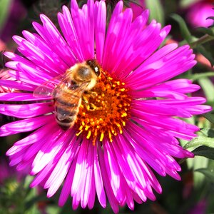 Violet pink bee photo