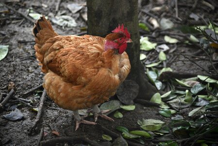 Animal phasianidae bird gang
