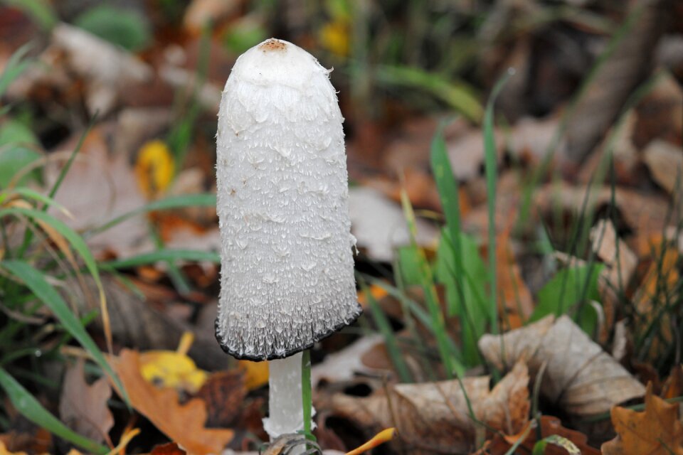 Tintenpilz mushroom asparagus mushroom