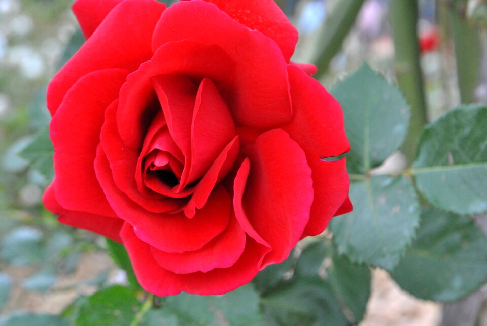 Beautiful flowers nature