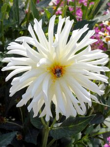 Flower asteraceae decorative