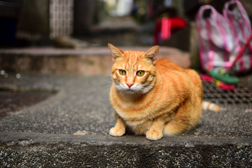 Feline animal mammal