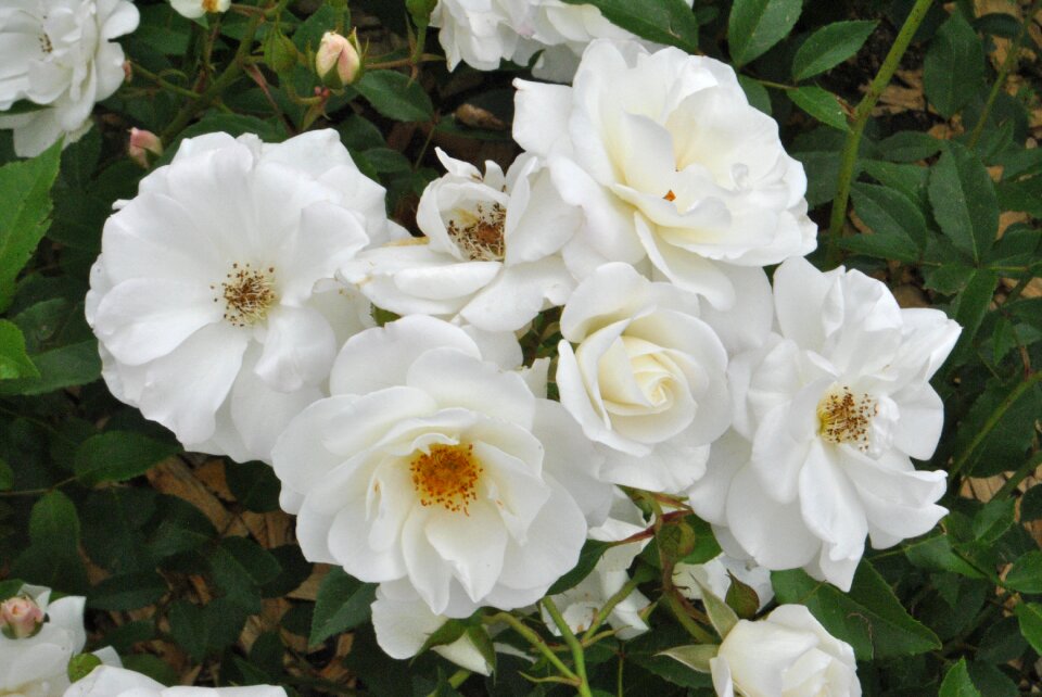 Beautiful flowers nature