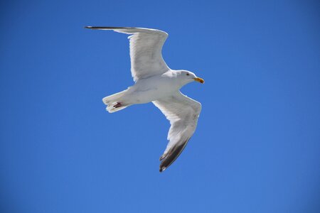 Cormorant flying nature photo