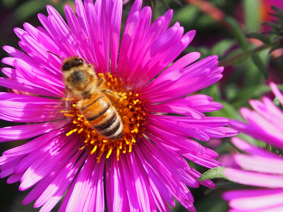 Violet pink bee