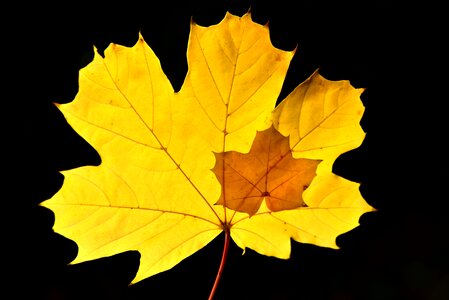 Maple leaf yellow red photo
