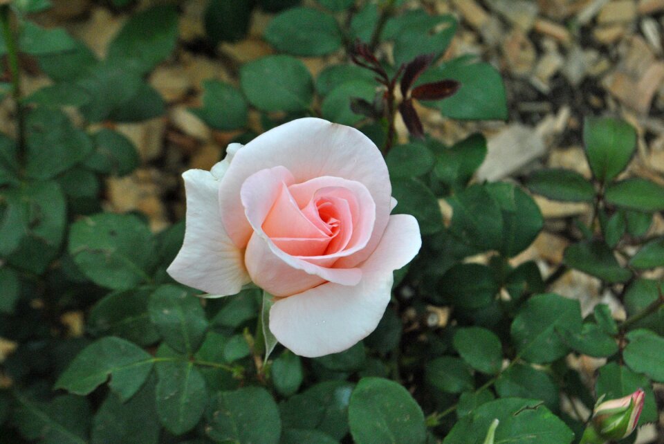 Beautiful flowers nature