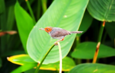 Outdoors wildlife tropical