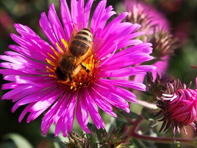 Violet pink bee