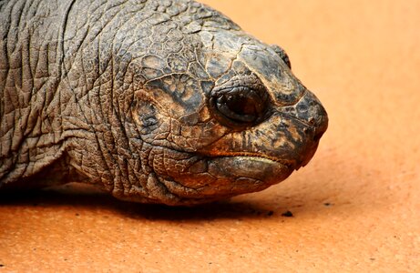 Zoo turtle tortoise photo