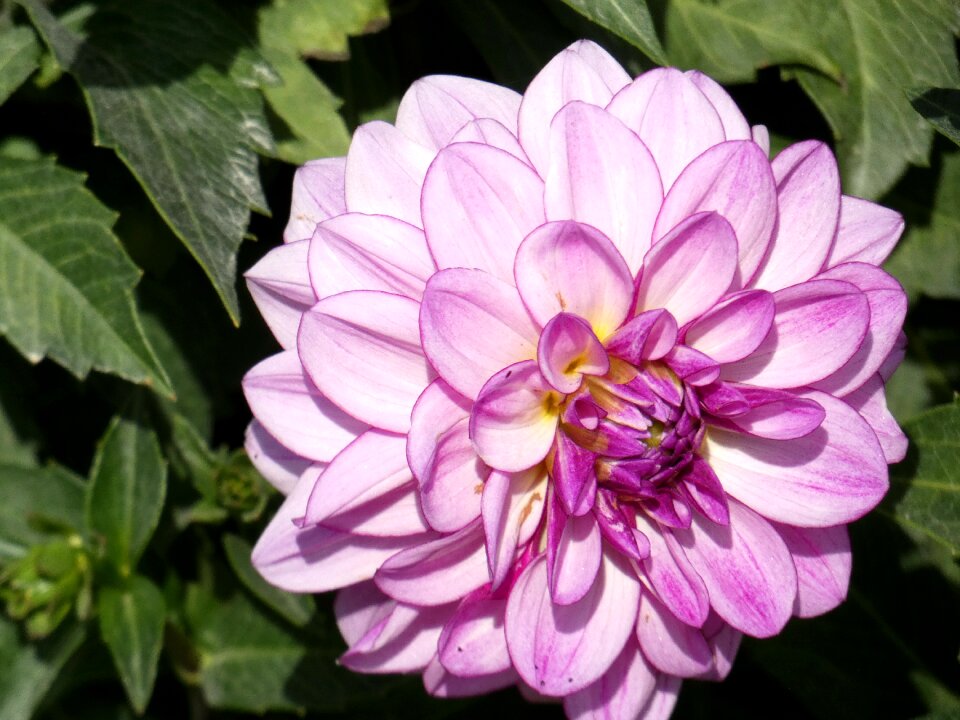 Flower asteraceae decorative