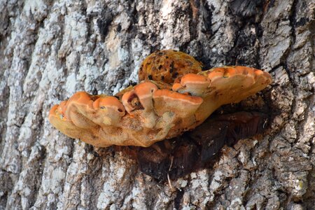 Bark nature wood