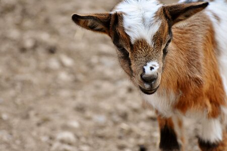 Romp cute small