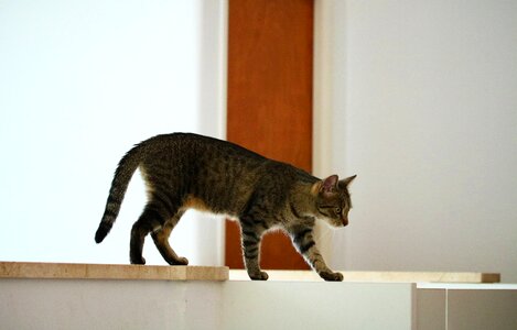 Curious walk the balance of