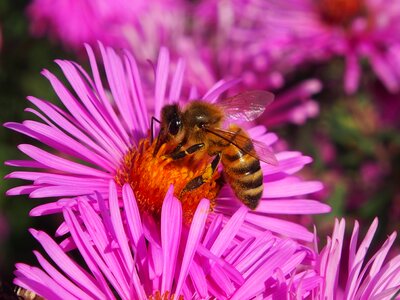 Violet pink bee photo