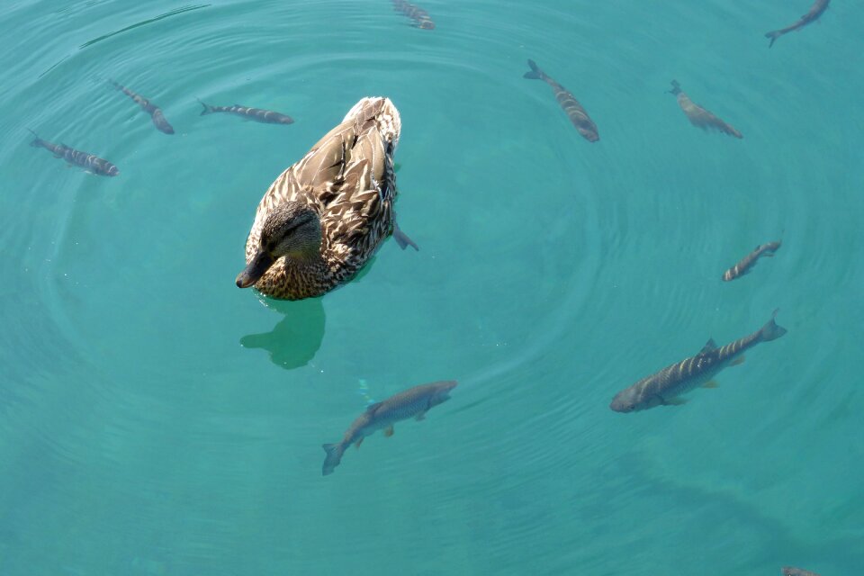 Water lake nature photo