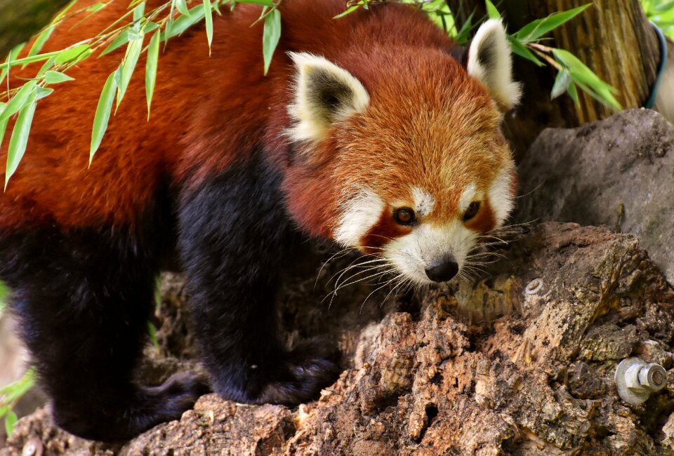 Ailurus fulgens predator mammal
