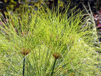 Umbel decorative flower