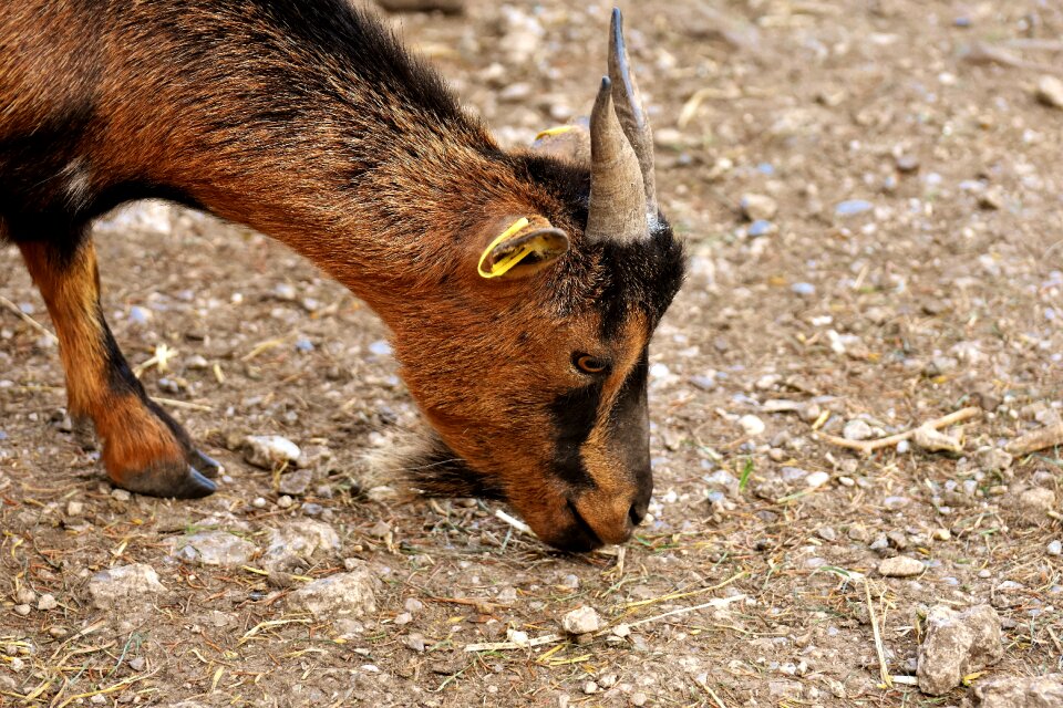 Wild animal fur quadruped