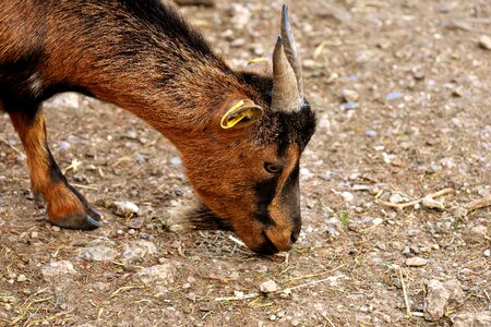 Wild animal fur quadruped photo