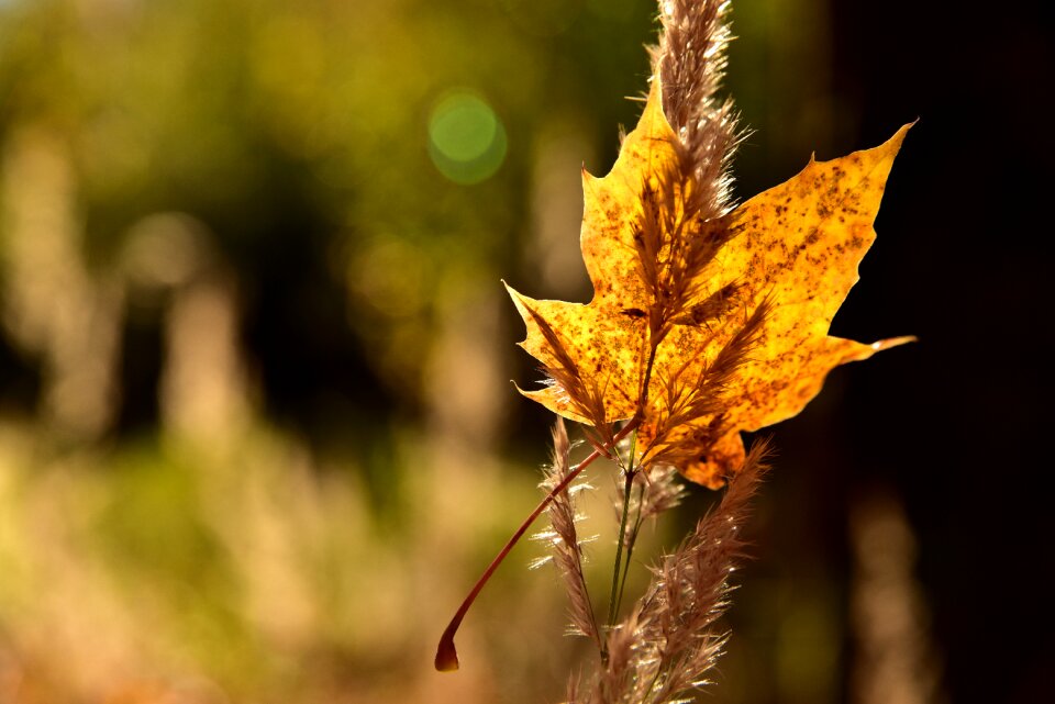 Autumn coloring orange