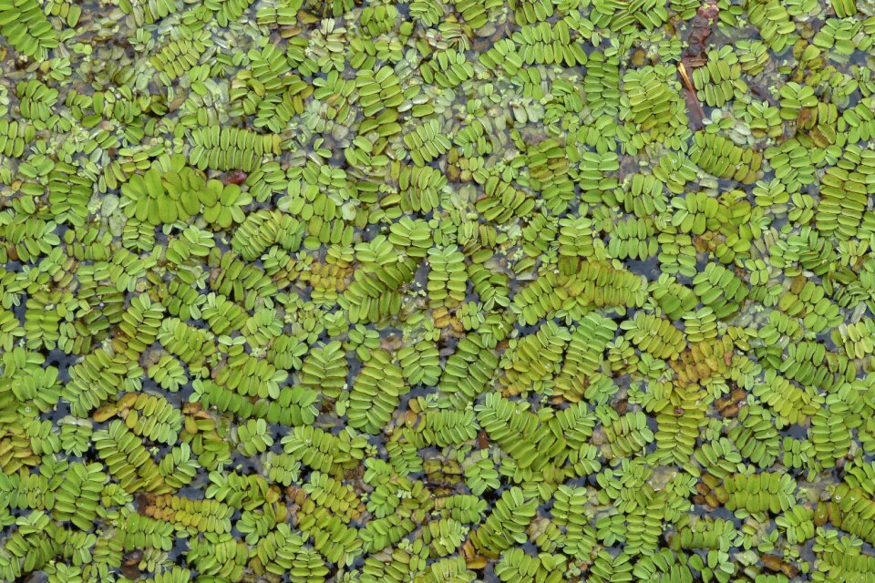 Flora algae fern azolla caroliniana