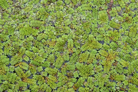 Flora algae fern azolla caroliniana