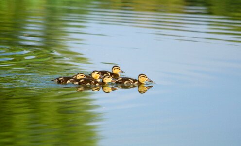 Cute water surface photo