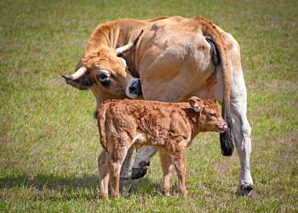 Pastures cattle grass