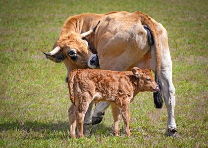 Pastures cattle grass
