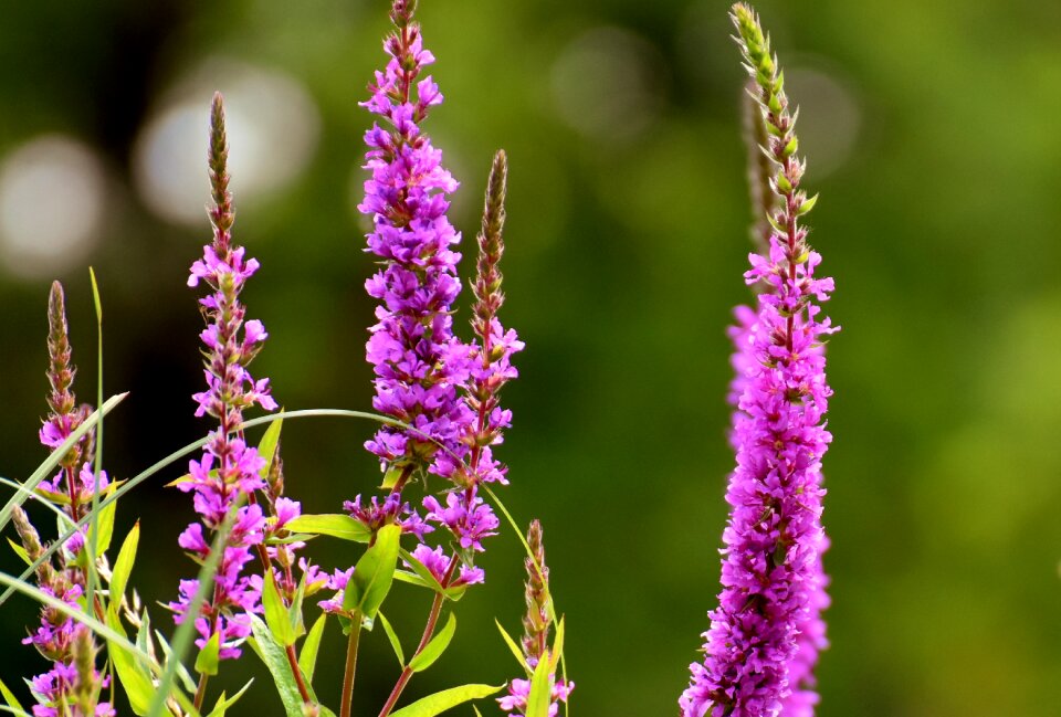 Nature blossom bloom