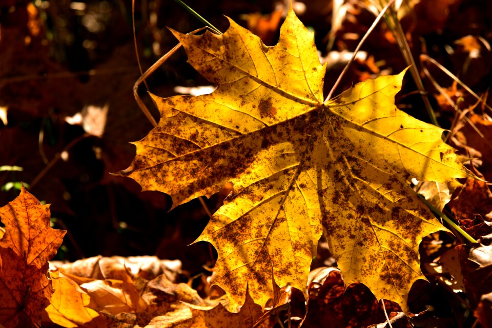 Nature forest floor leaf