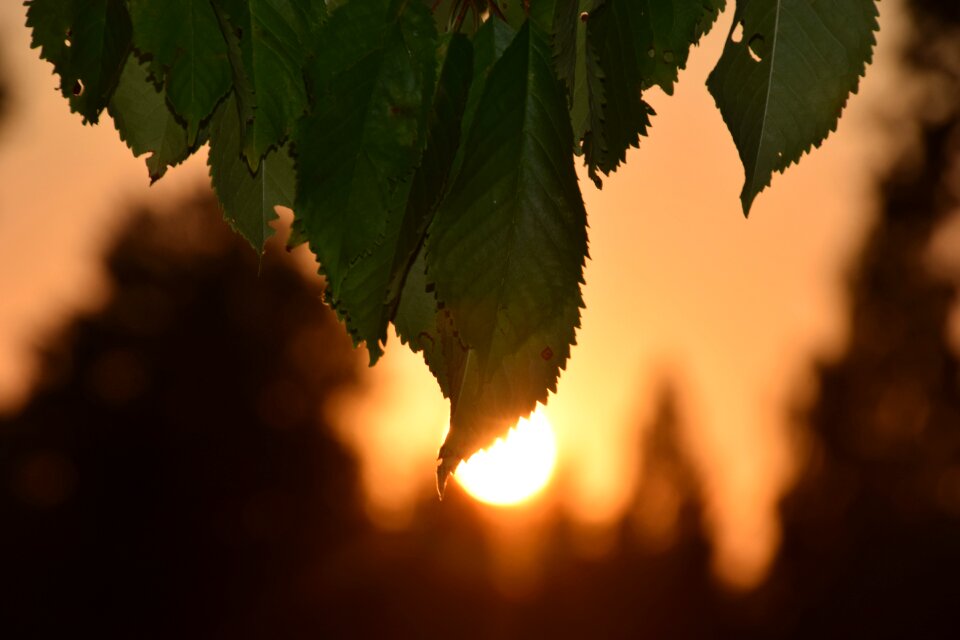 Plant sunbeam illuminated