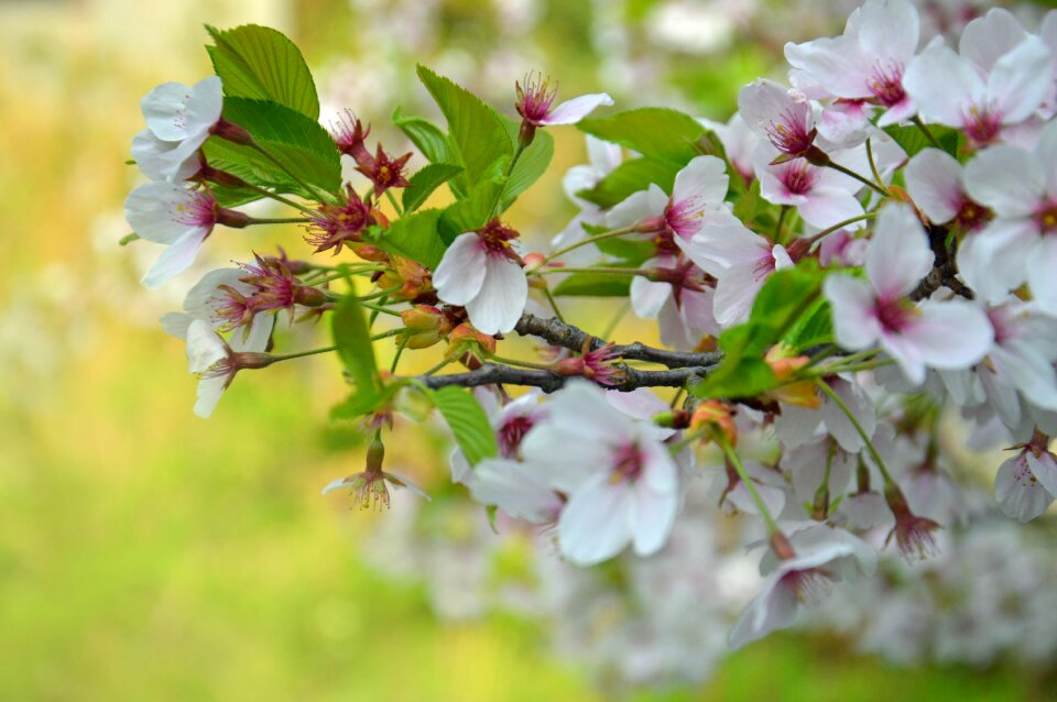 Pink green branch