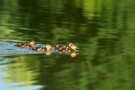 Cute waterfowl surface